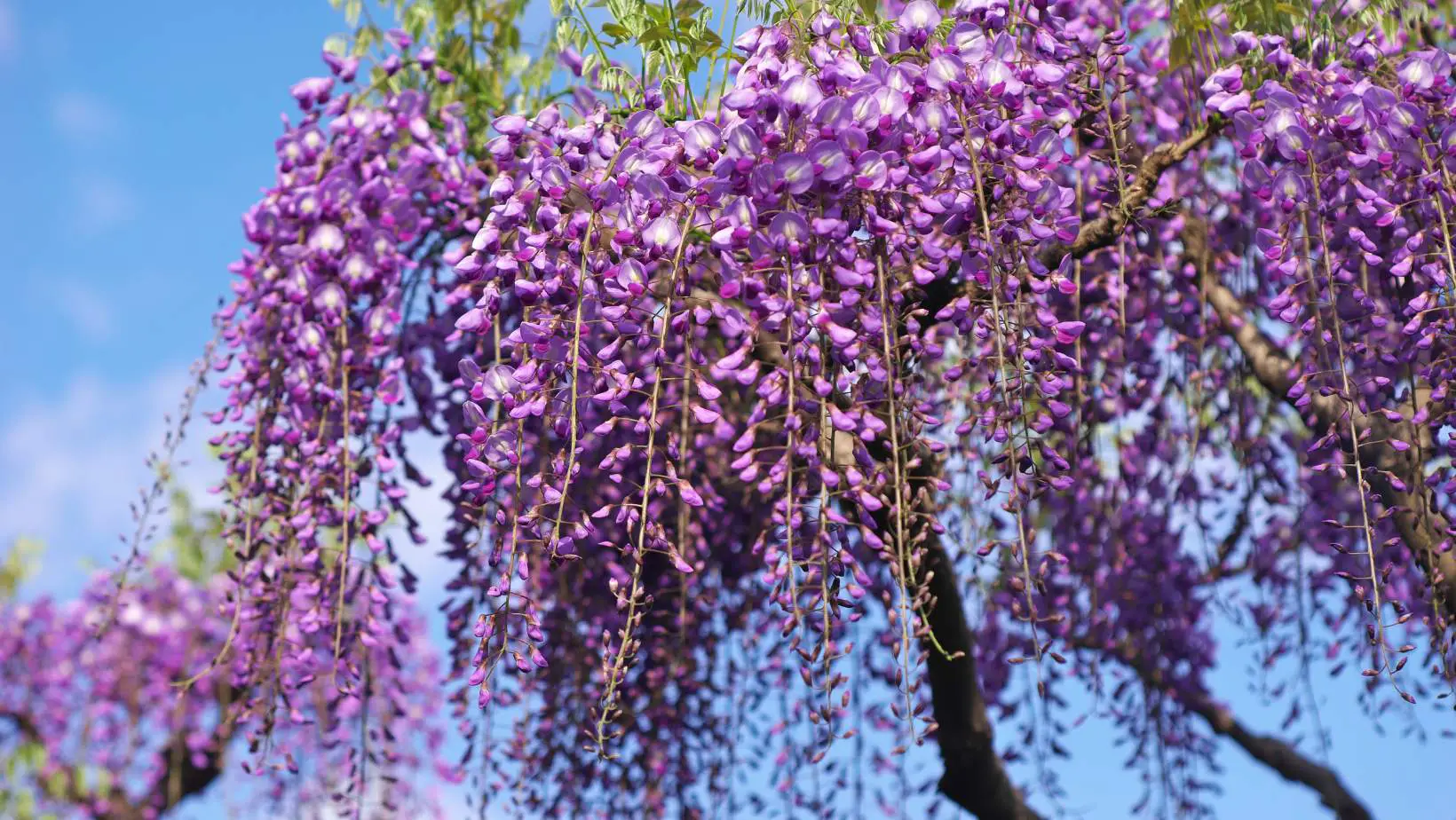 Is Wisteria Poisonous to Cats?