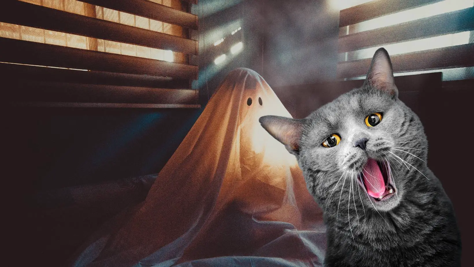 Can Cats See Ghosts?