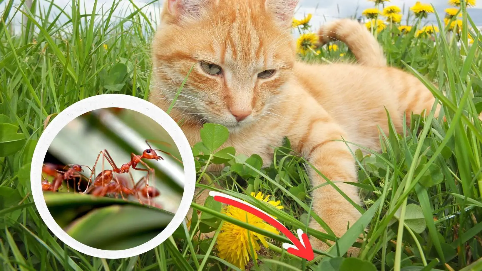 Do Cats Eat Ants?