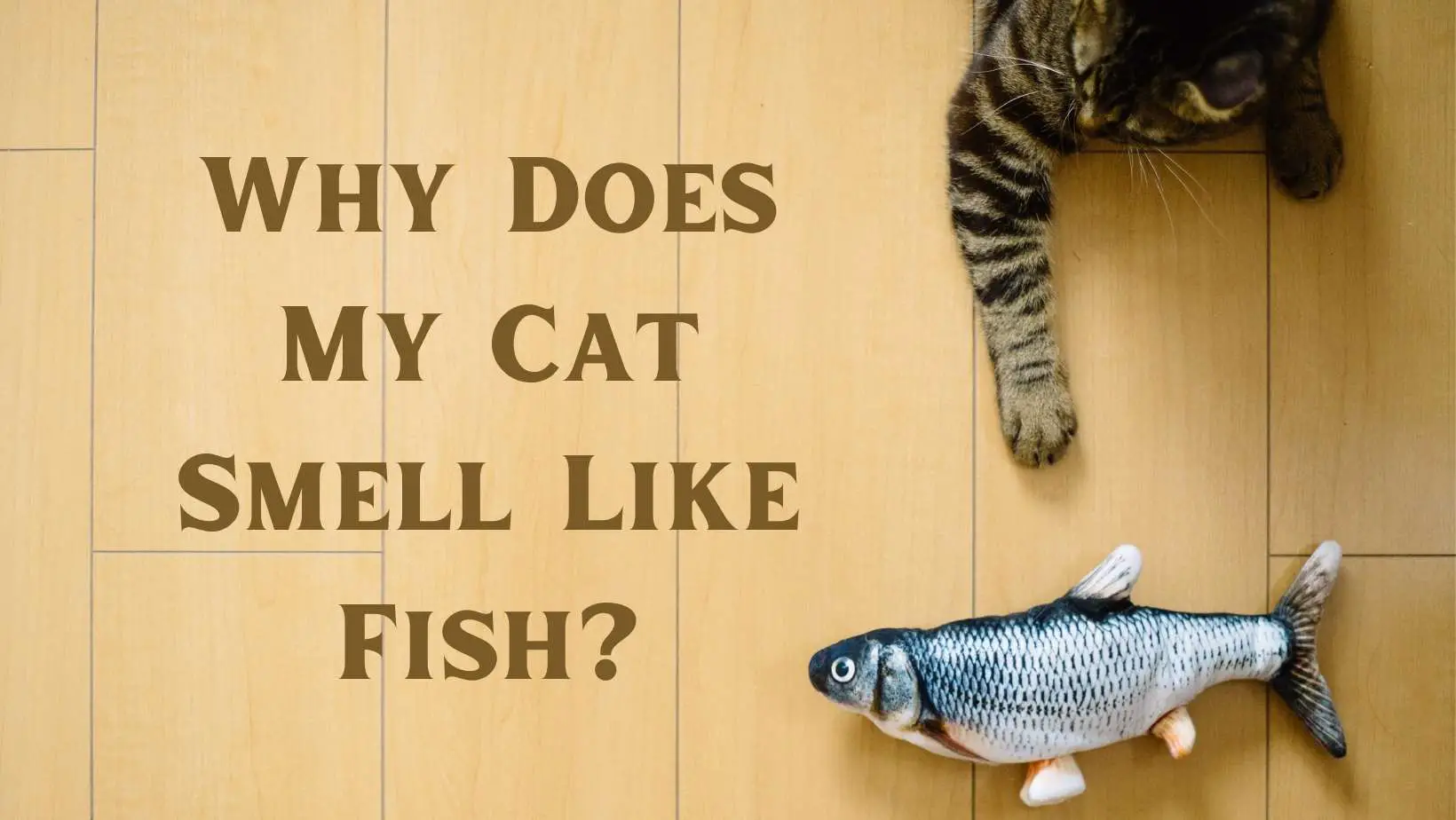 Why Does My Cat Smell Like Fish?