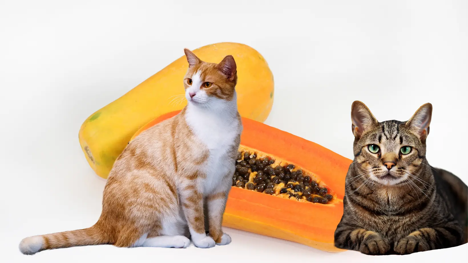 Can Cats Eat Papaya?