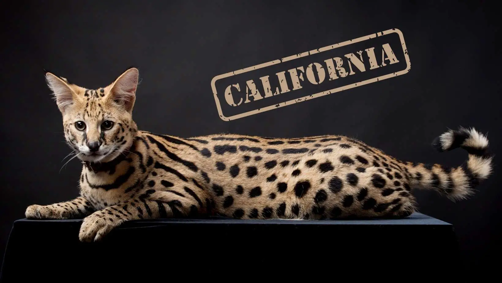Are Serval Cats Legal in California?