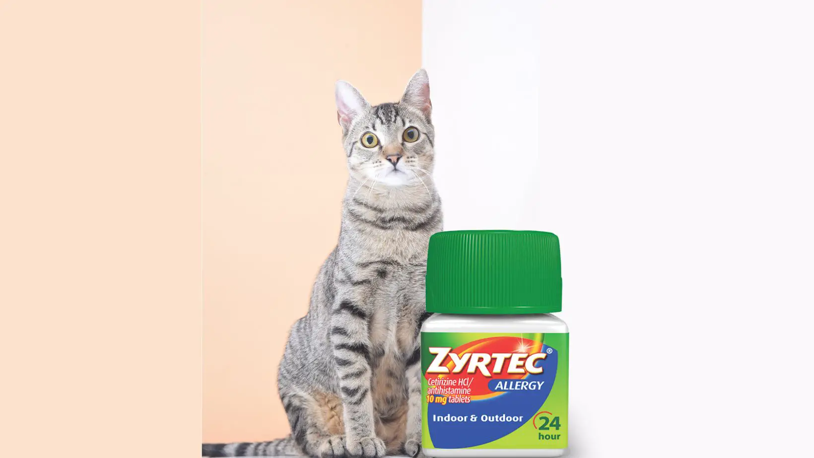 Can I Give a Cat Zyrtec?