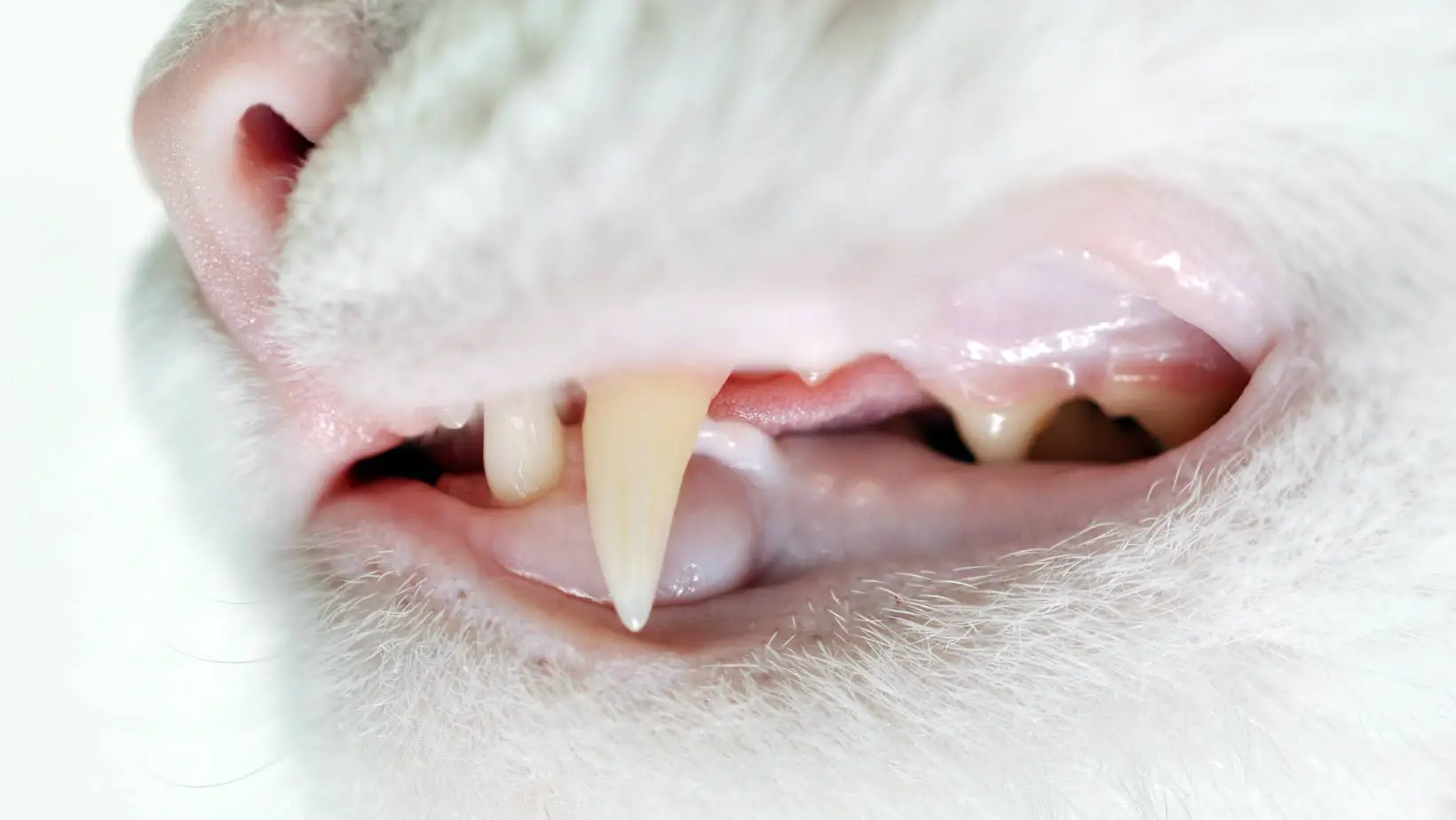 Do Cats Lose Teeth As They Get Older?
