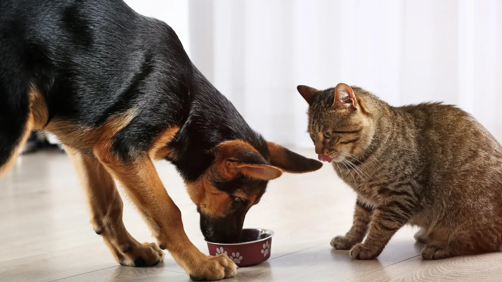 Does Cat Food Hurt Dogs?