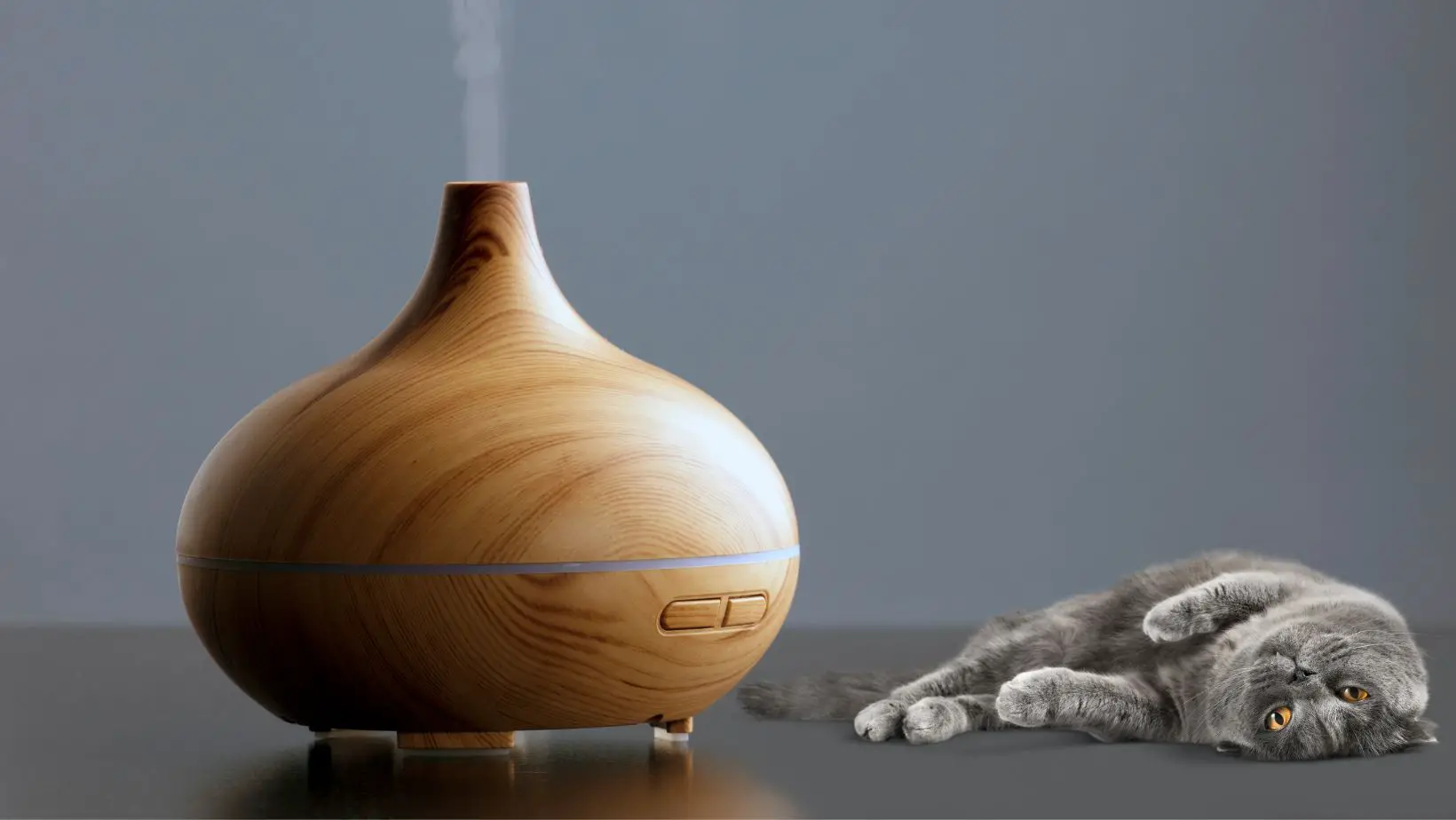 Are Diffusers Bad for Cats?