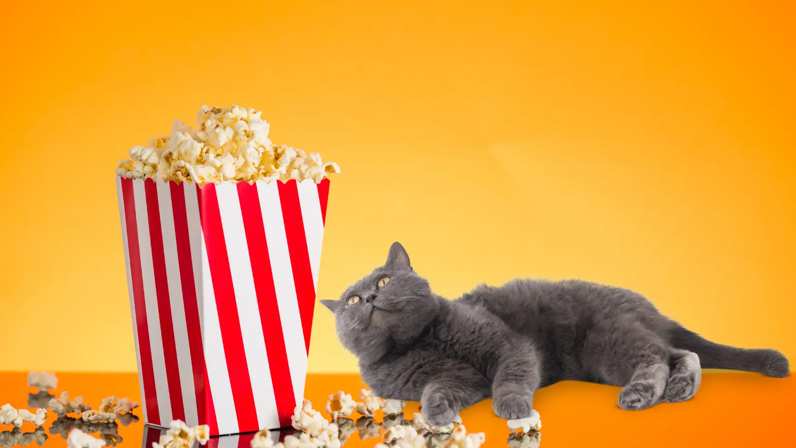 Can Cats Eat Popcorn?