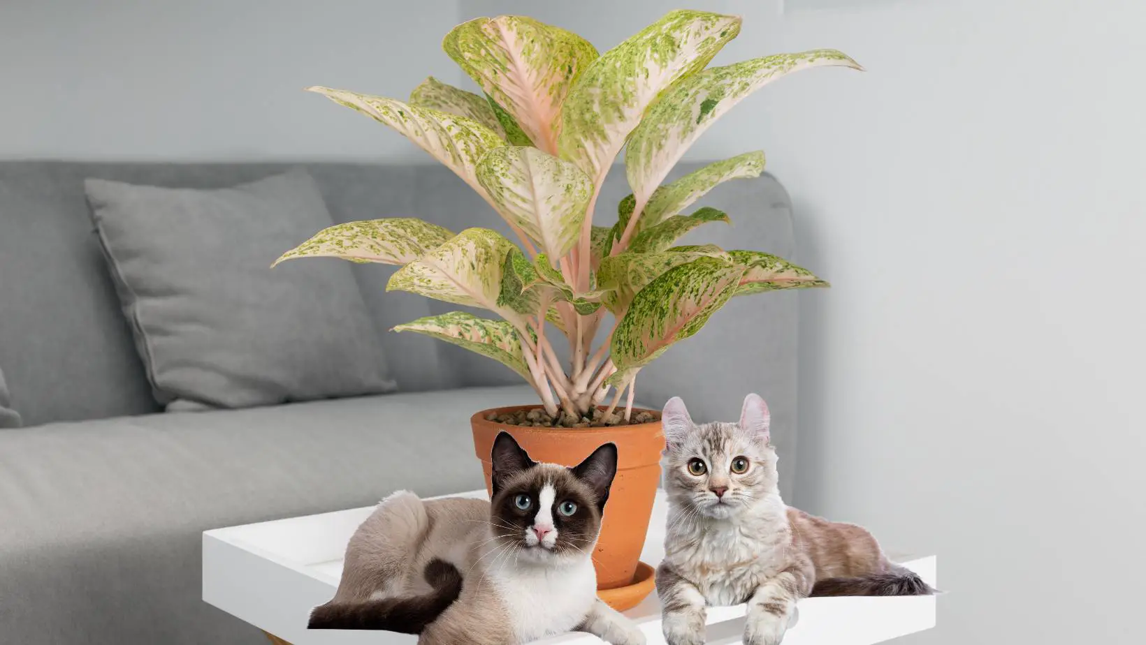 Is Aglaonema Toxic to Cats?