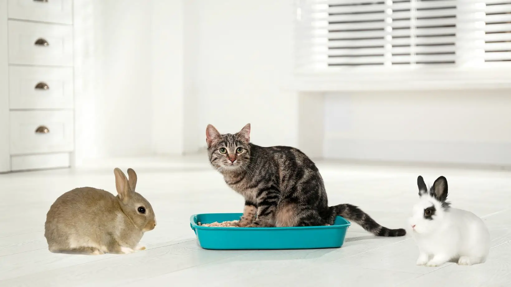 Can You Use Cat Litter for Rabbits?
