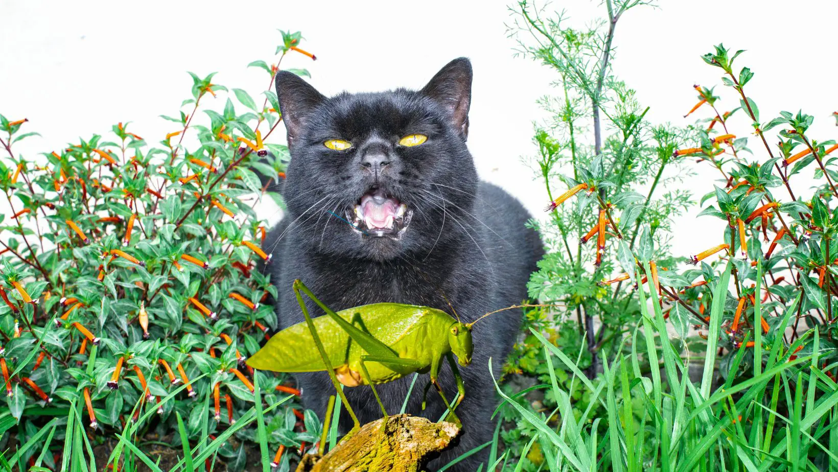 Can Cats Eat Grasshoppers?