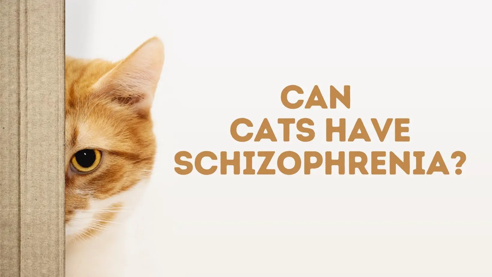 Can Cats Have Schizophrenia?