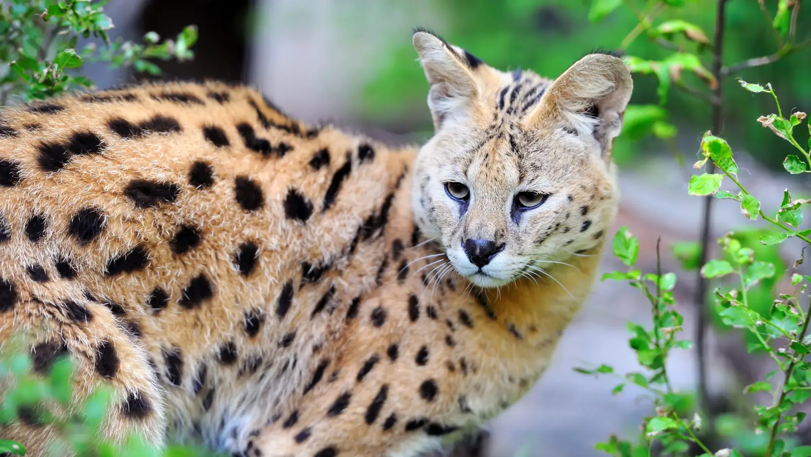 How Much Are Serval Cats?