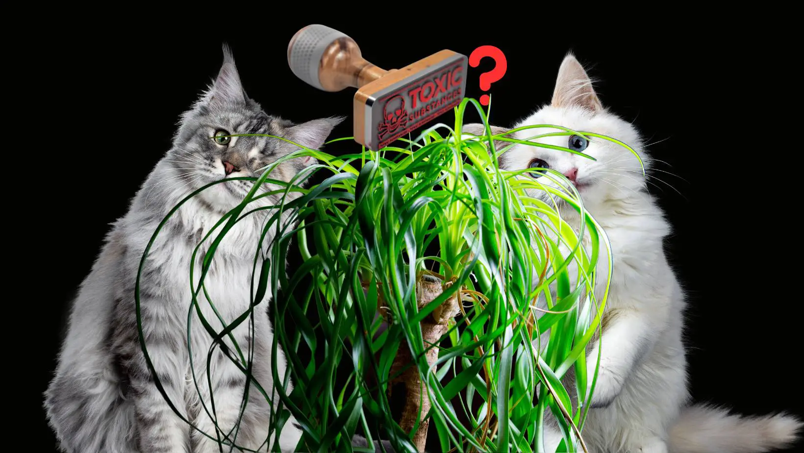 Is Ponytail Palm Toxic to Cats?