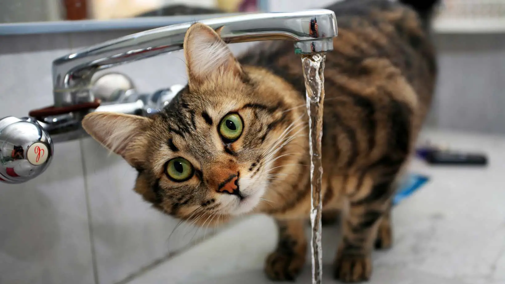 Why Doesn't My Cat Drink Water?
