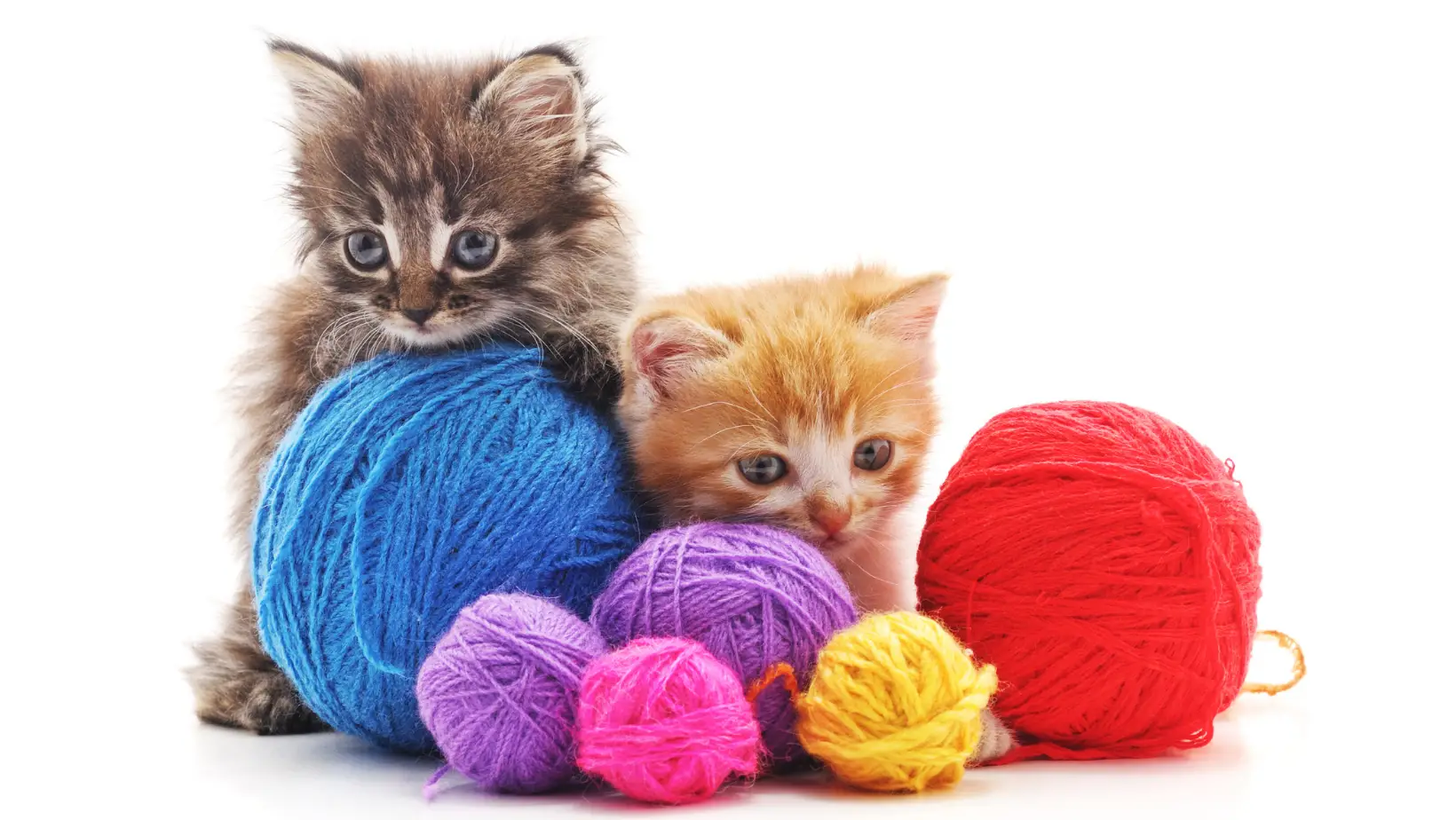 Why Do Cats Like Yarn?
