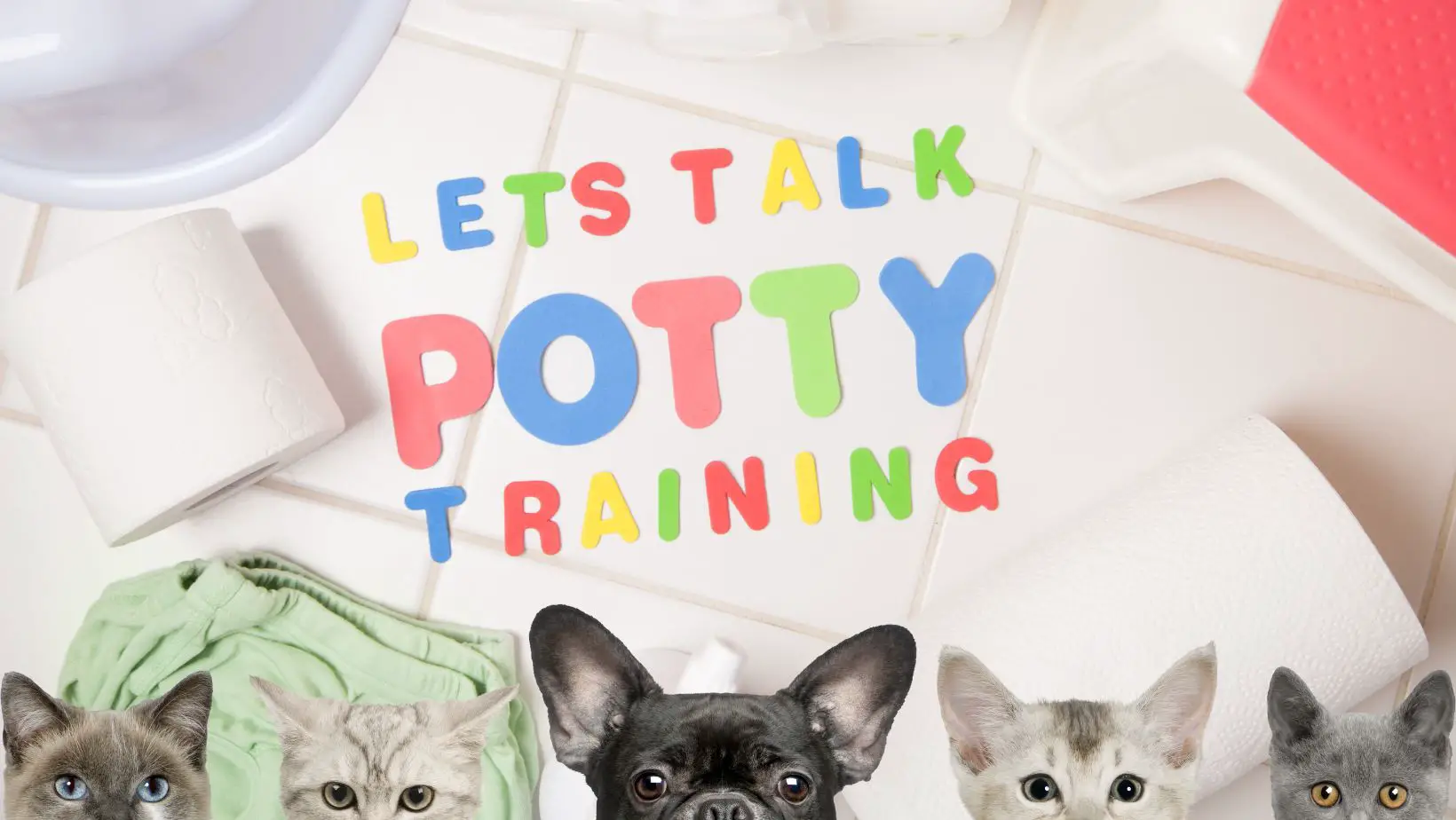 How to Potty Train Cat?
