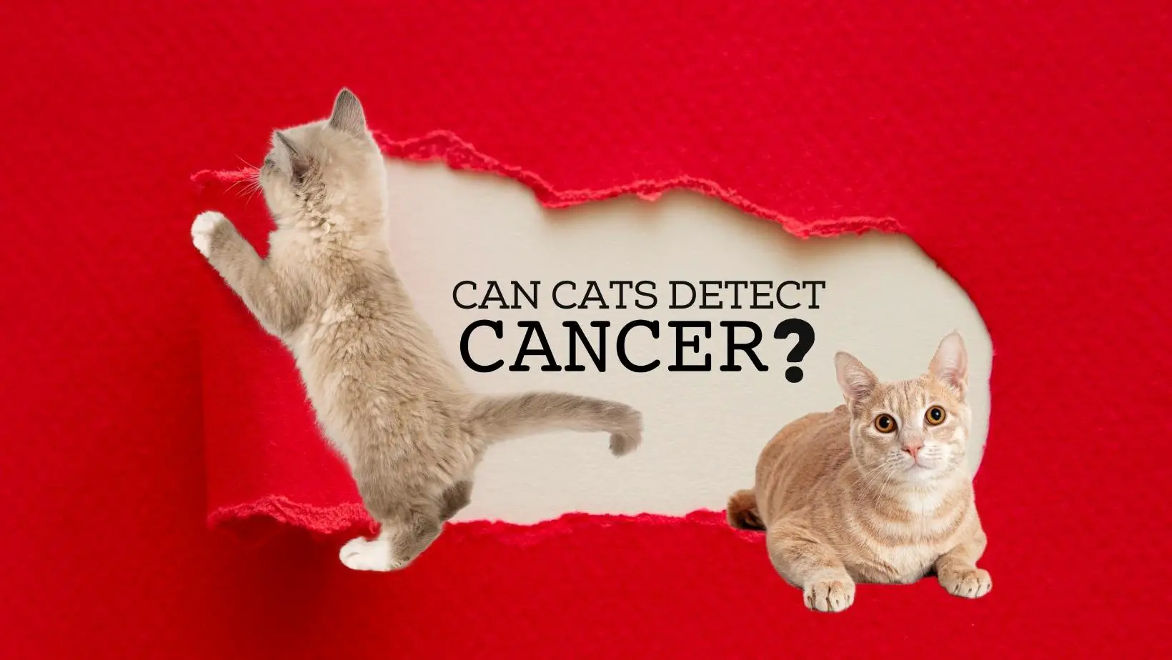 Can Cats Detect Cancer?