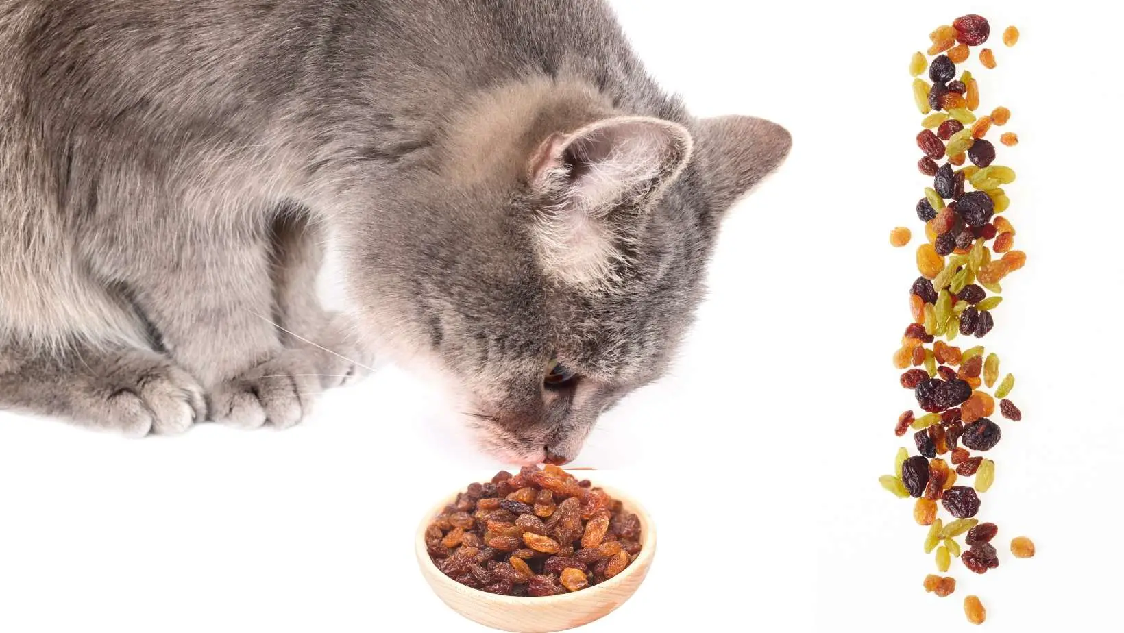 Can Cats Eat Raisins?