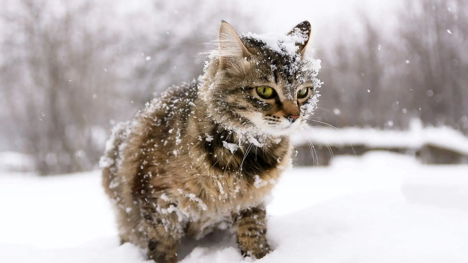 How Do Stray Cats Survive Cold Weather?