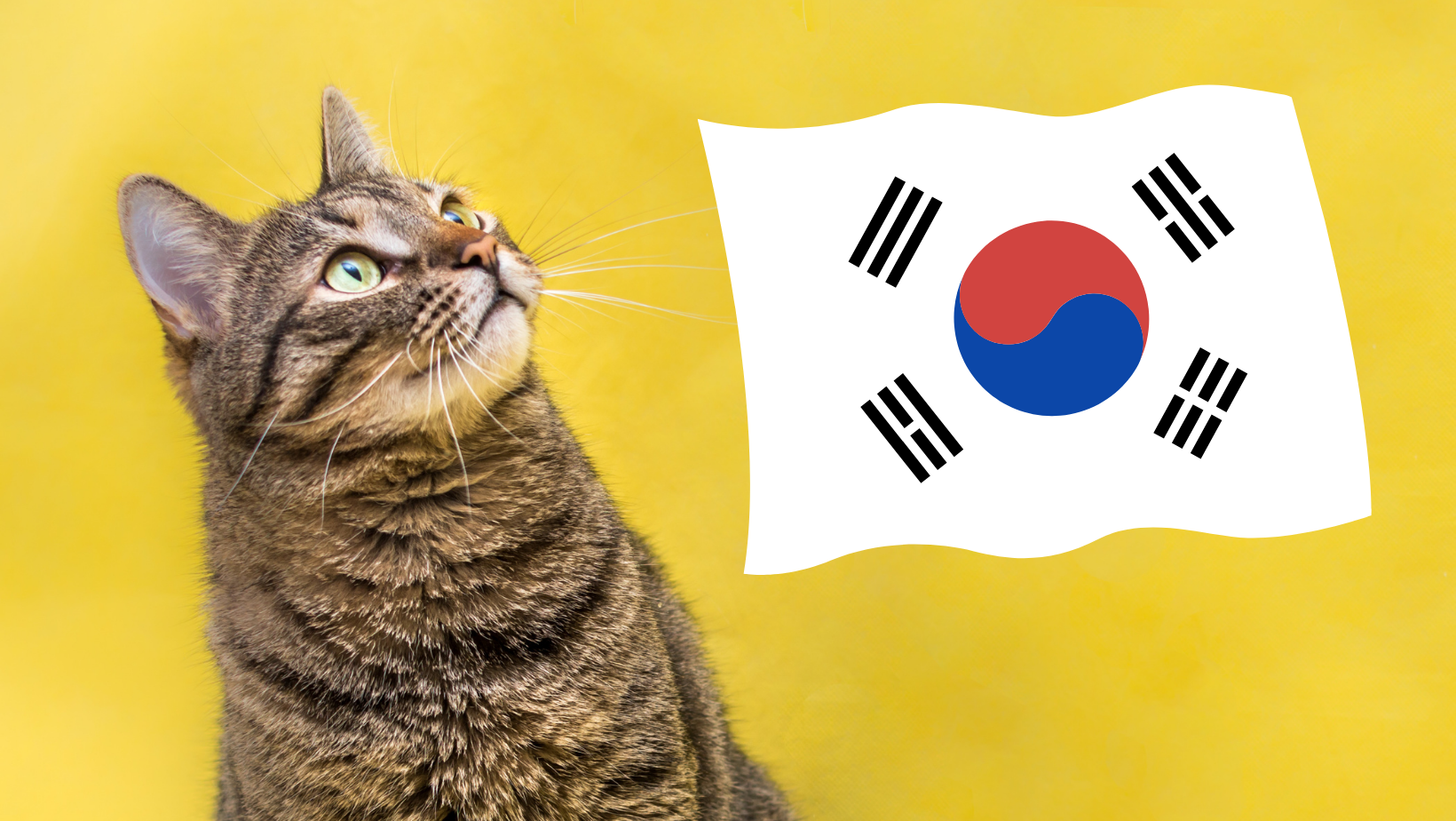 Do Koreans Eat Cats?