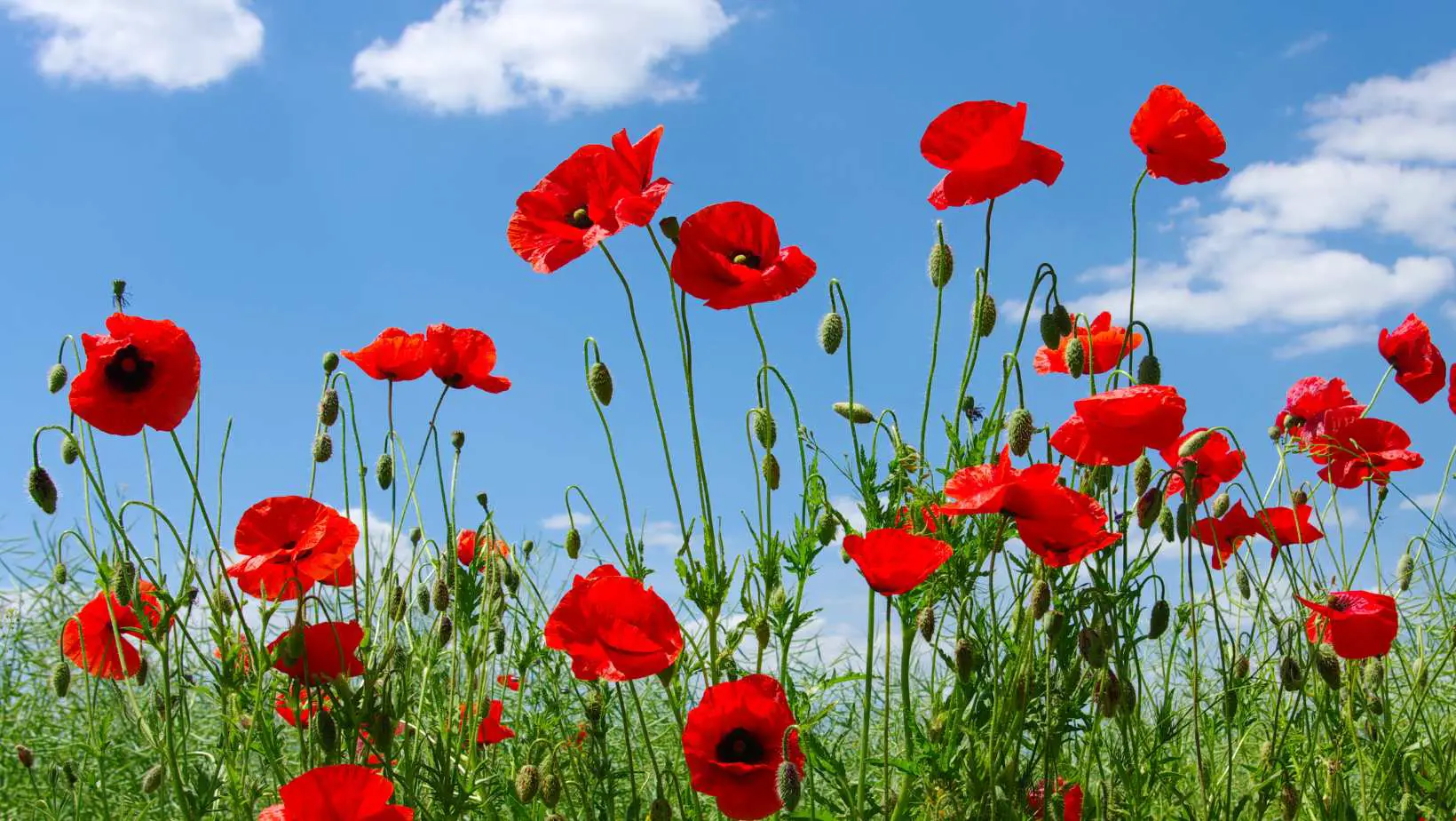 Are Poppies Toxic to Cats?