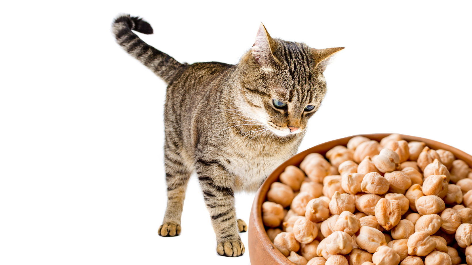 Can Cats Eat Garbanzo Beans?