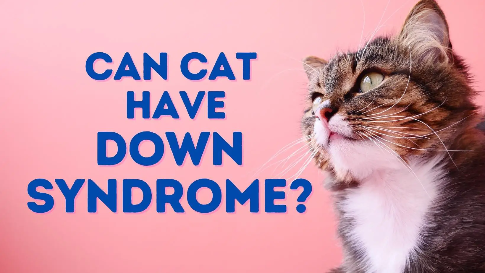 Can Cats Have Downs Syndrome?