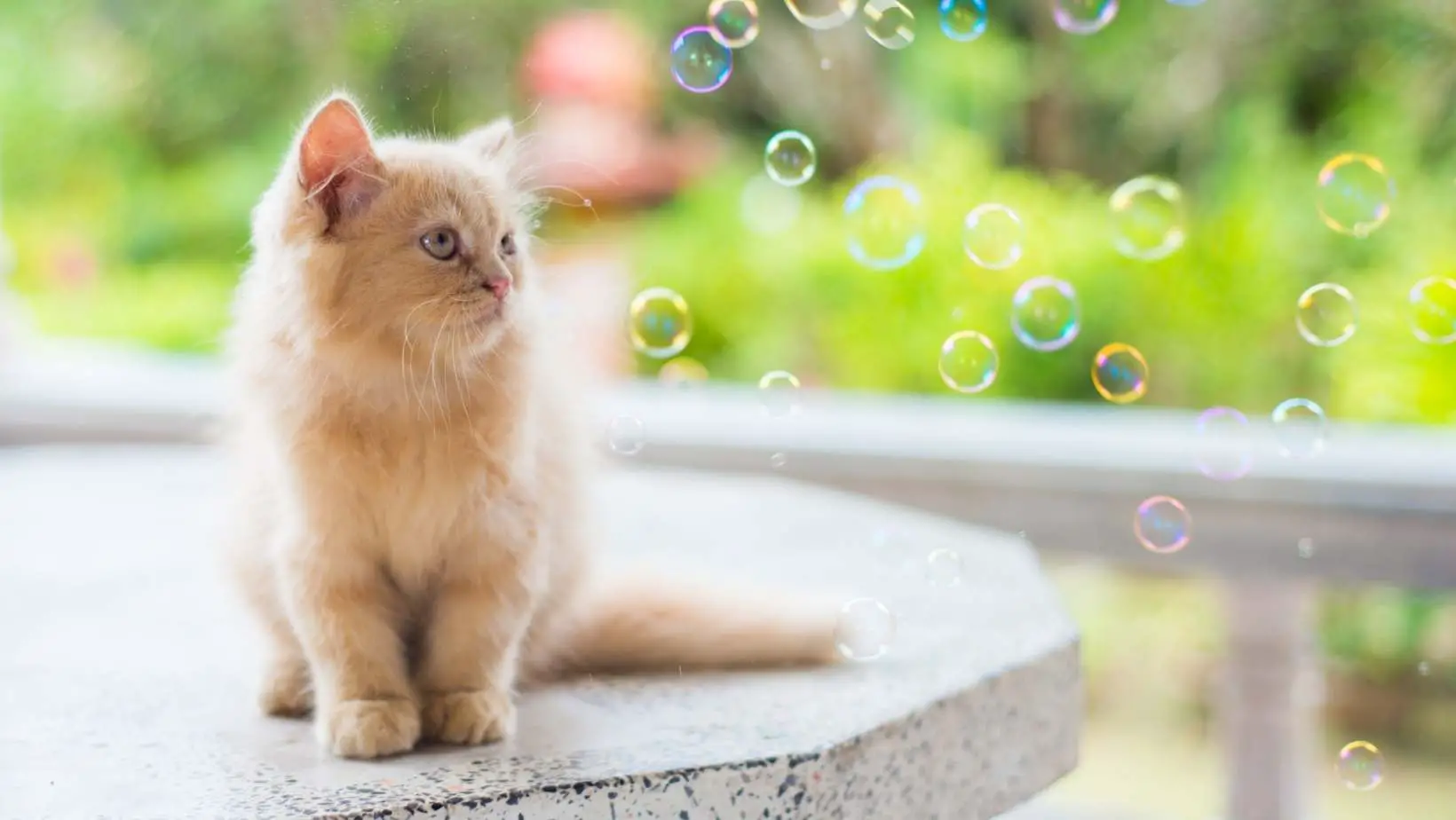 Are Bubbles Safe for Cats?