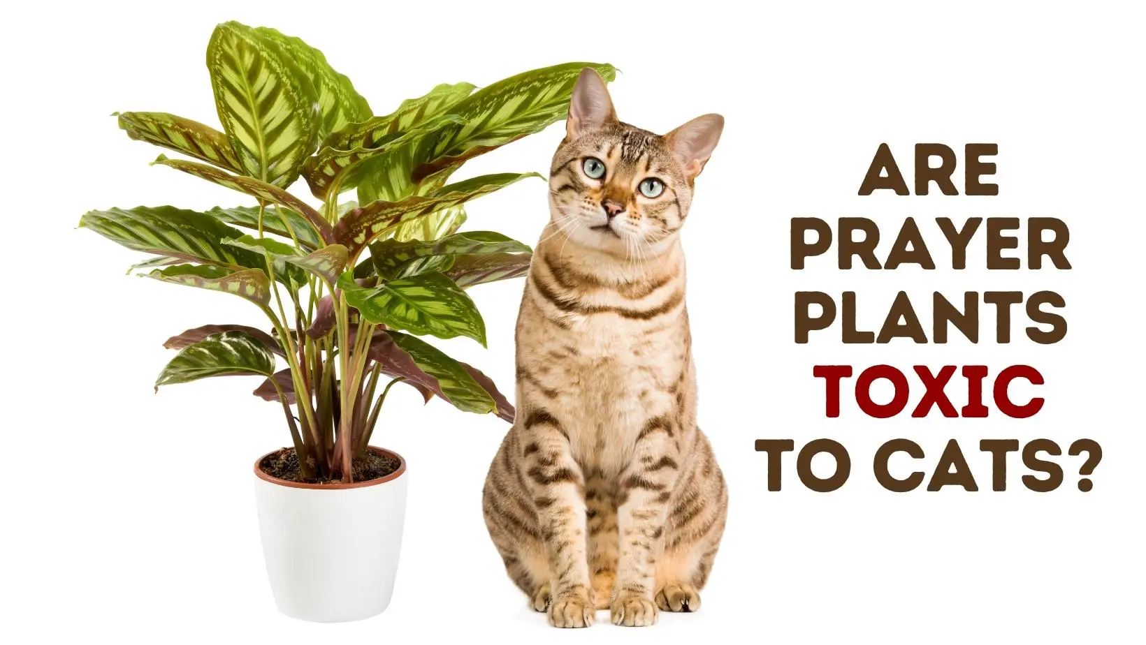 Are Prayer Plants Toxic to Cats?