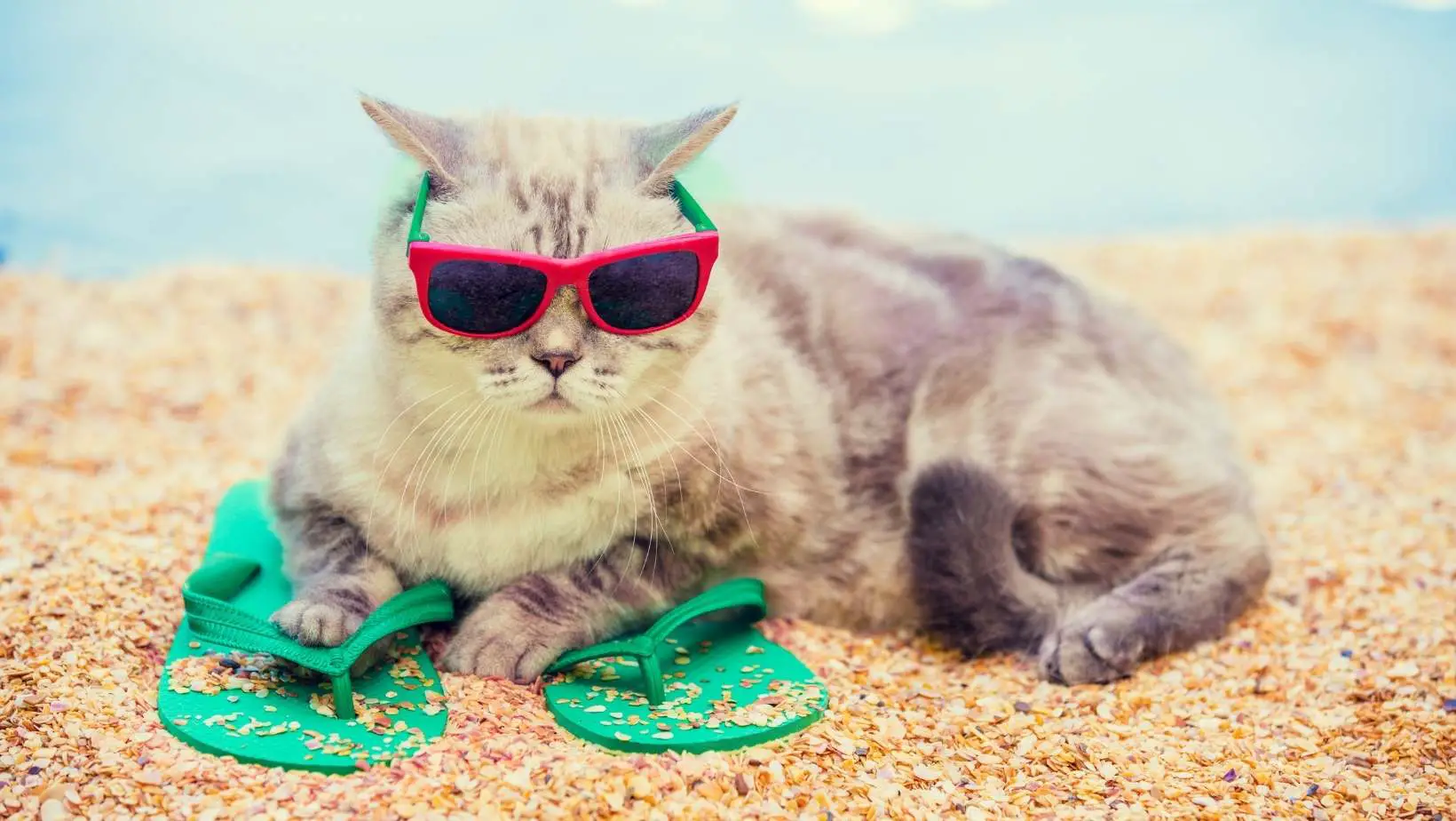 Do Cats Eat Less in Summer?