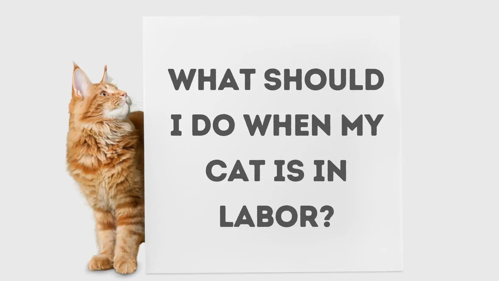 What Should I Do When My Cat is in Labor?