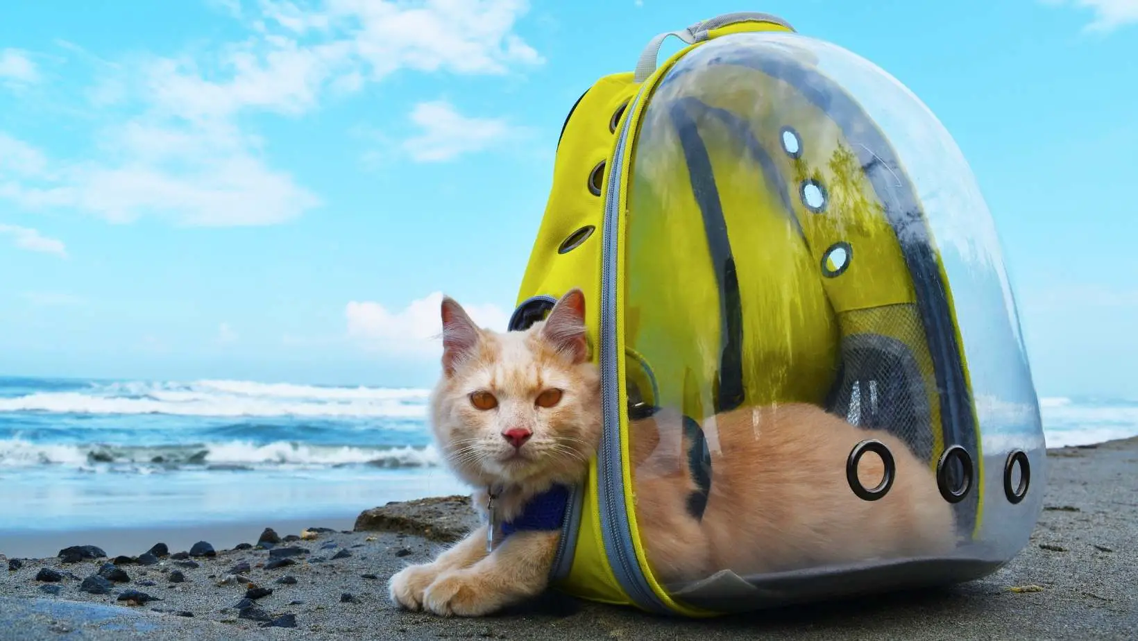 Are Cat Backpacks Safe?