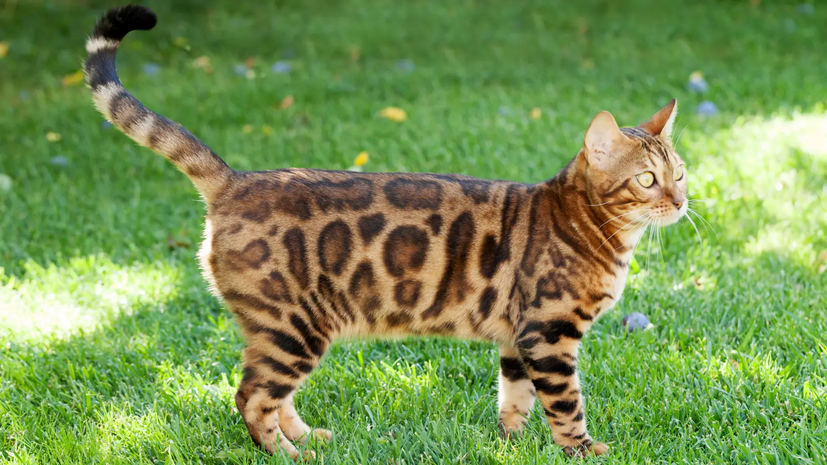 Are Bengal Cats Wild?