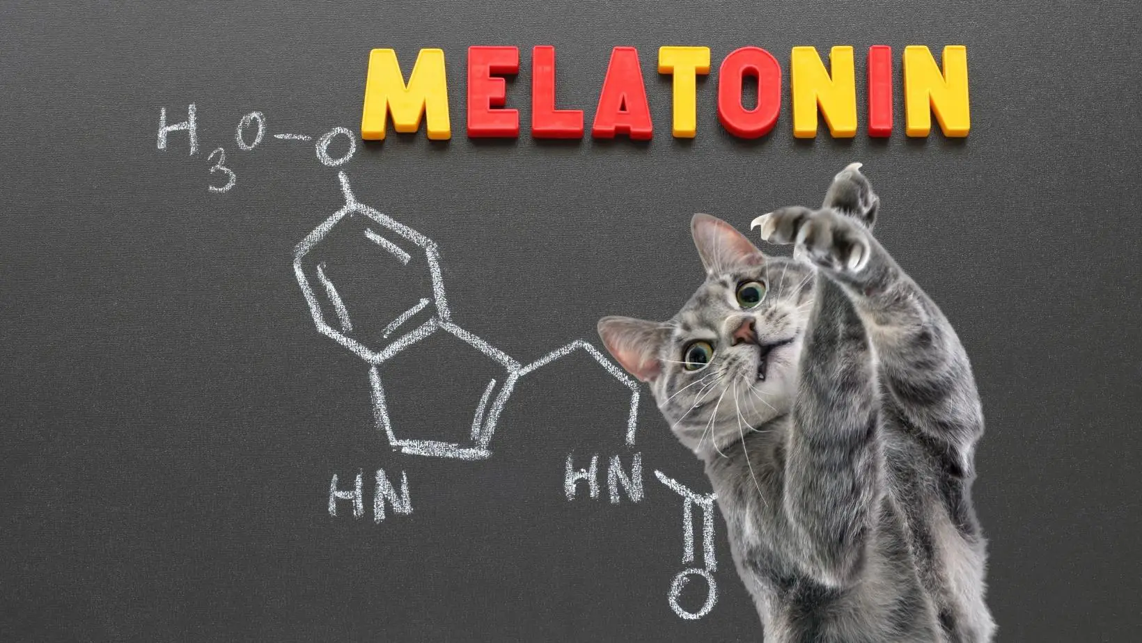 Can Cats Have Melatonin?
