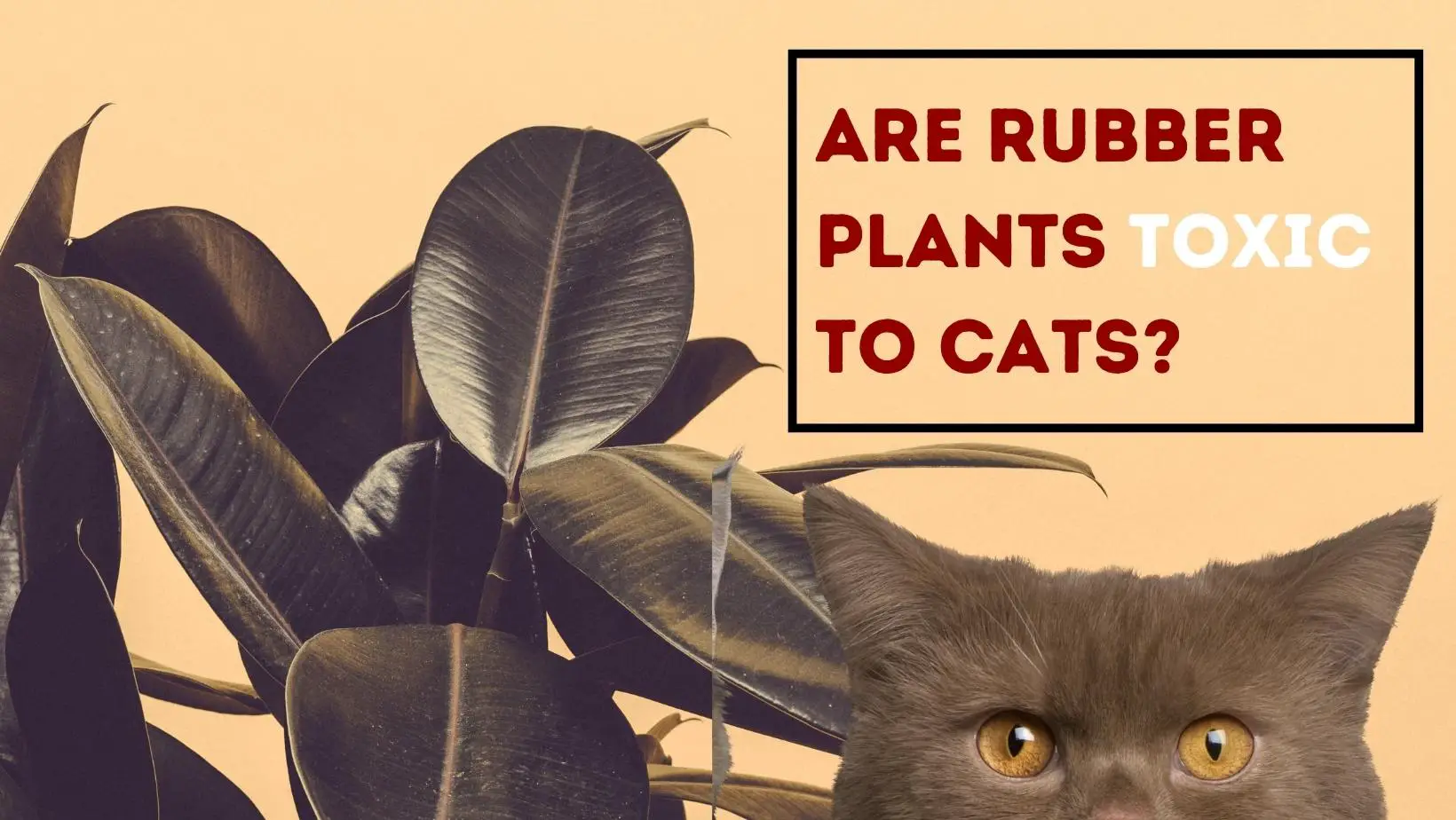 Are Rubber Plants Toxic to Cats?