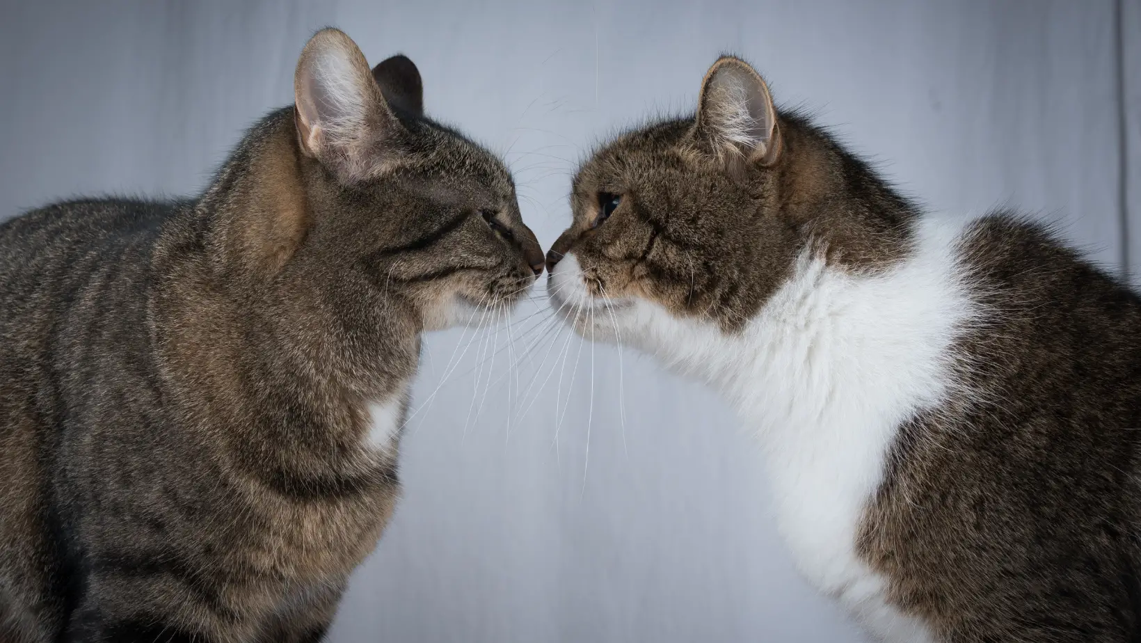 How Do Cats Kiss?