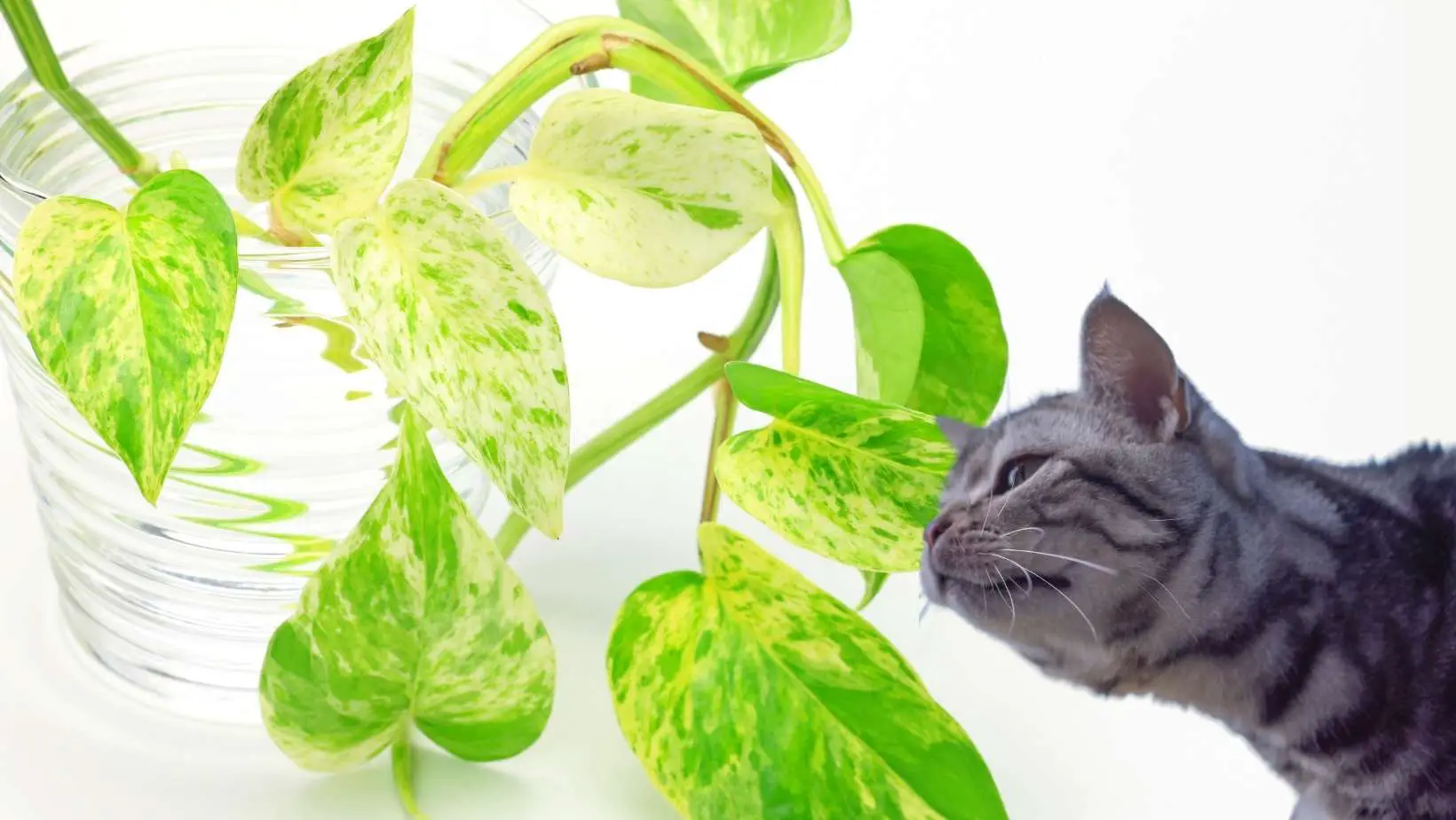 Are Pothos Toxic to Cats?