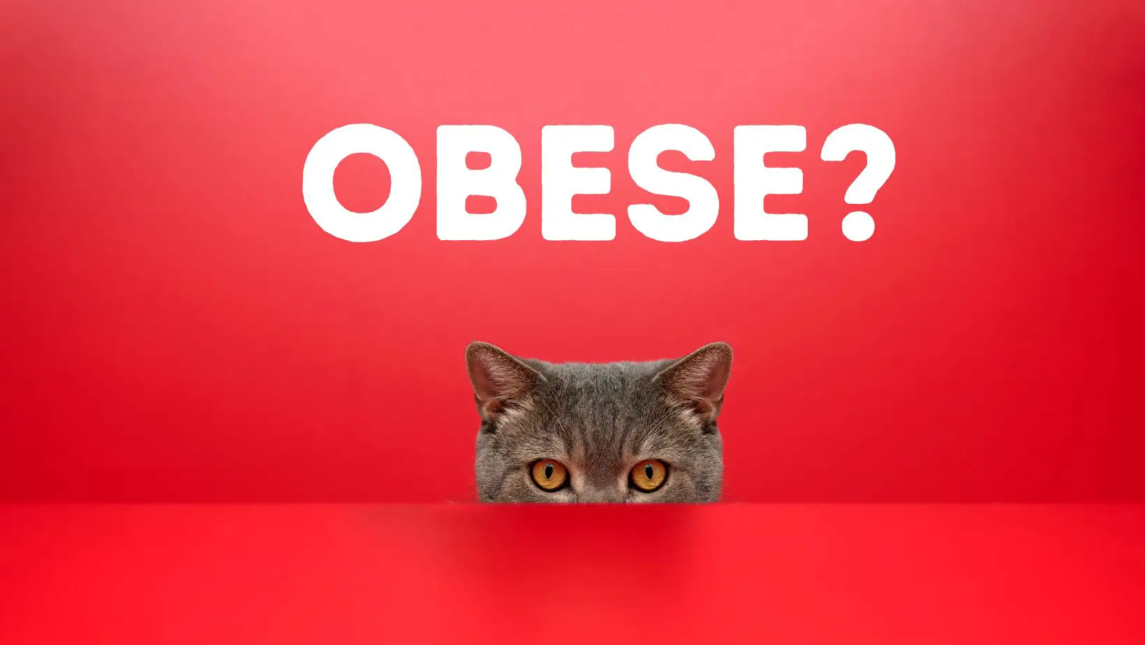 Is My Cat Obese?