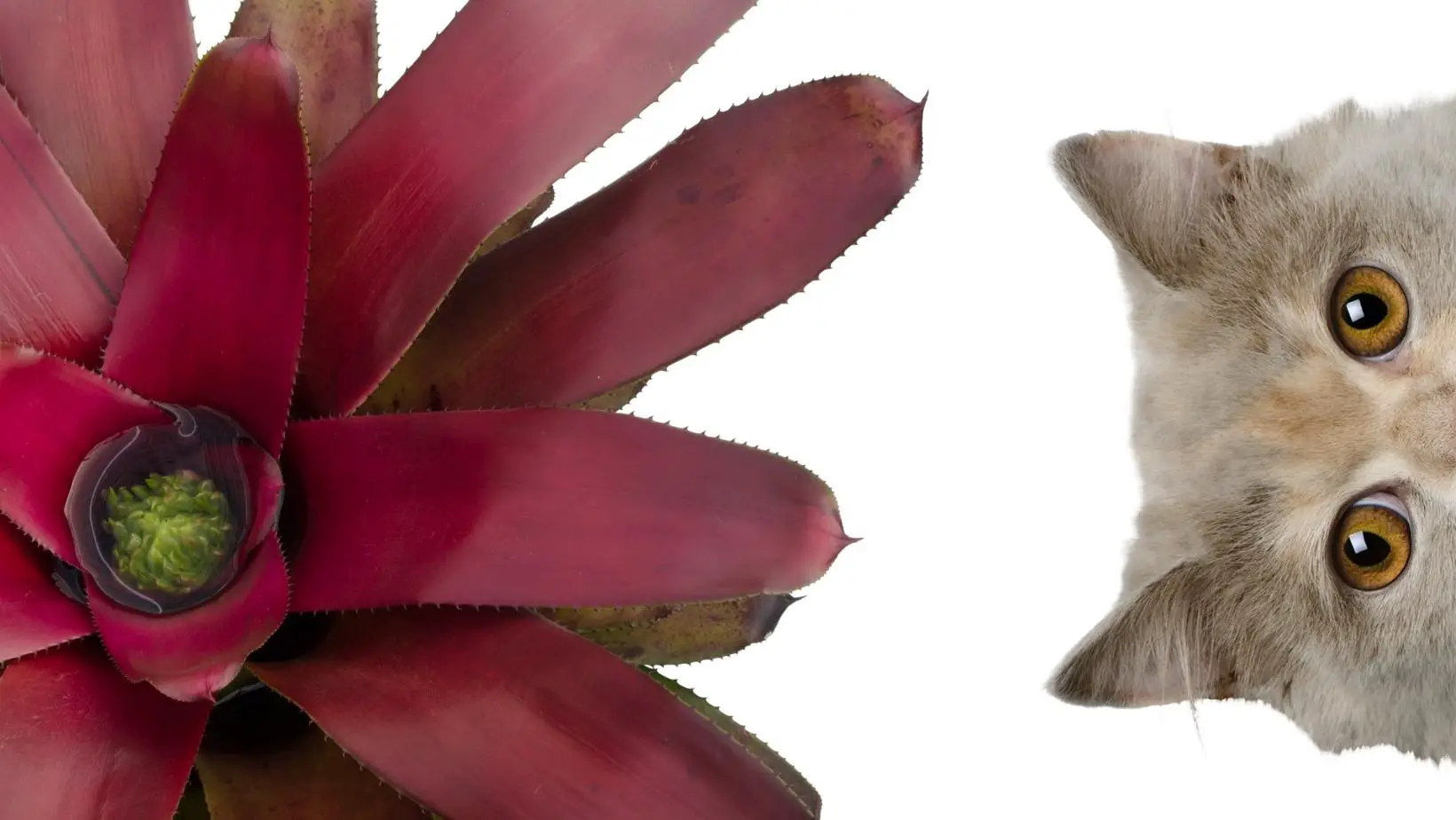 Are Bromeliads Toxic to Cats?