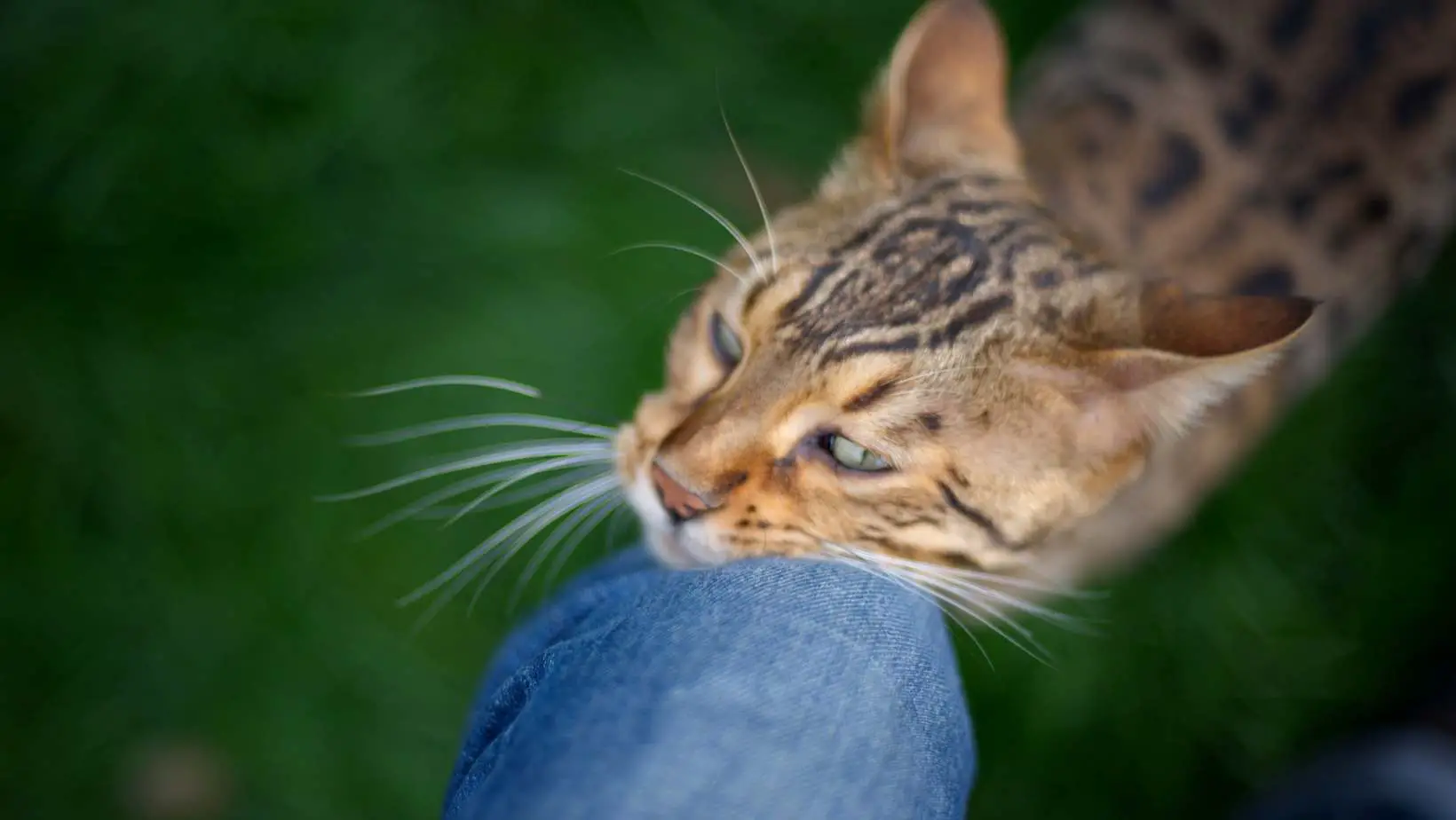 What does it mean when a cat rubs against you?