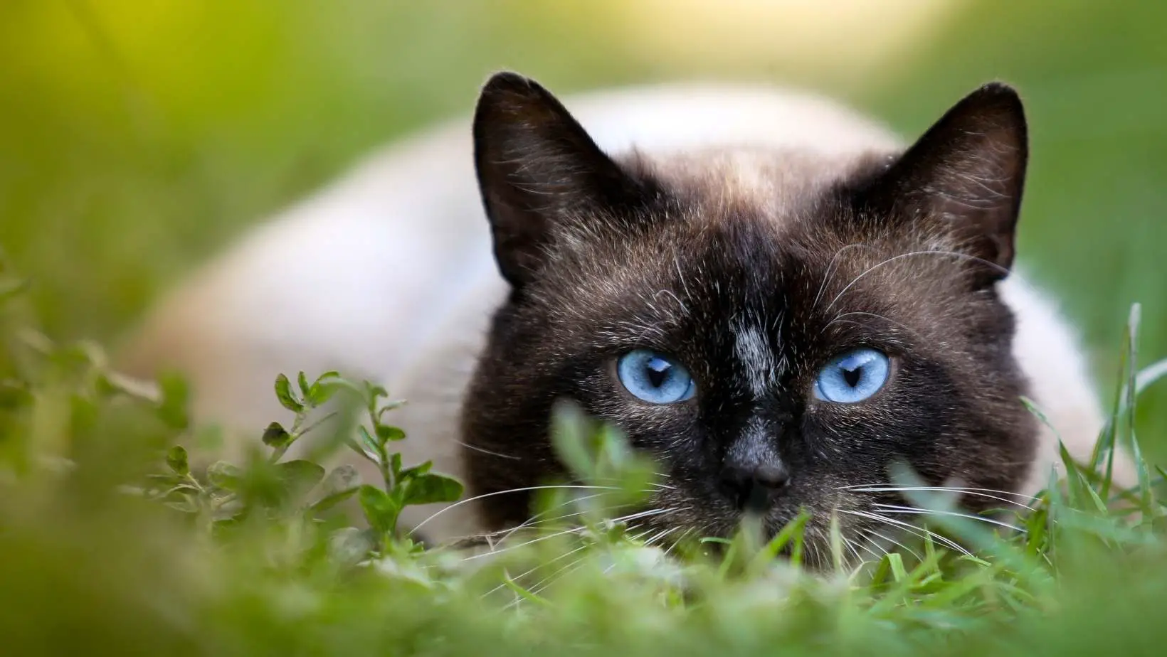 Are Siamese Cats Aggressive?