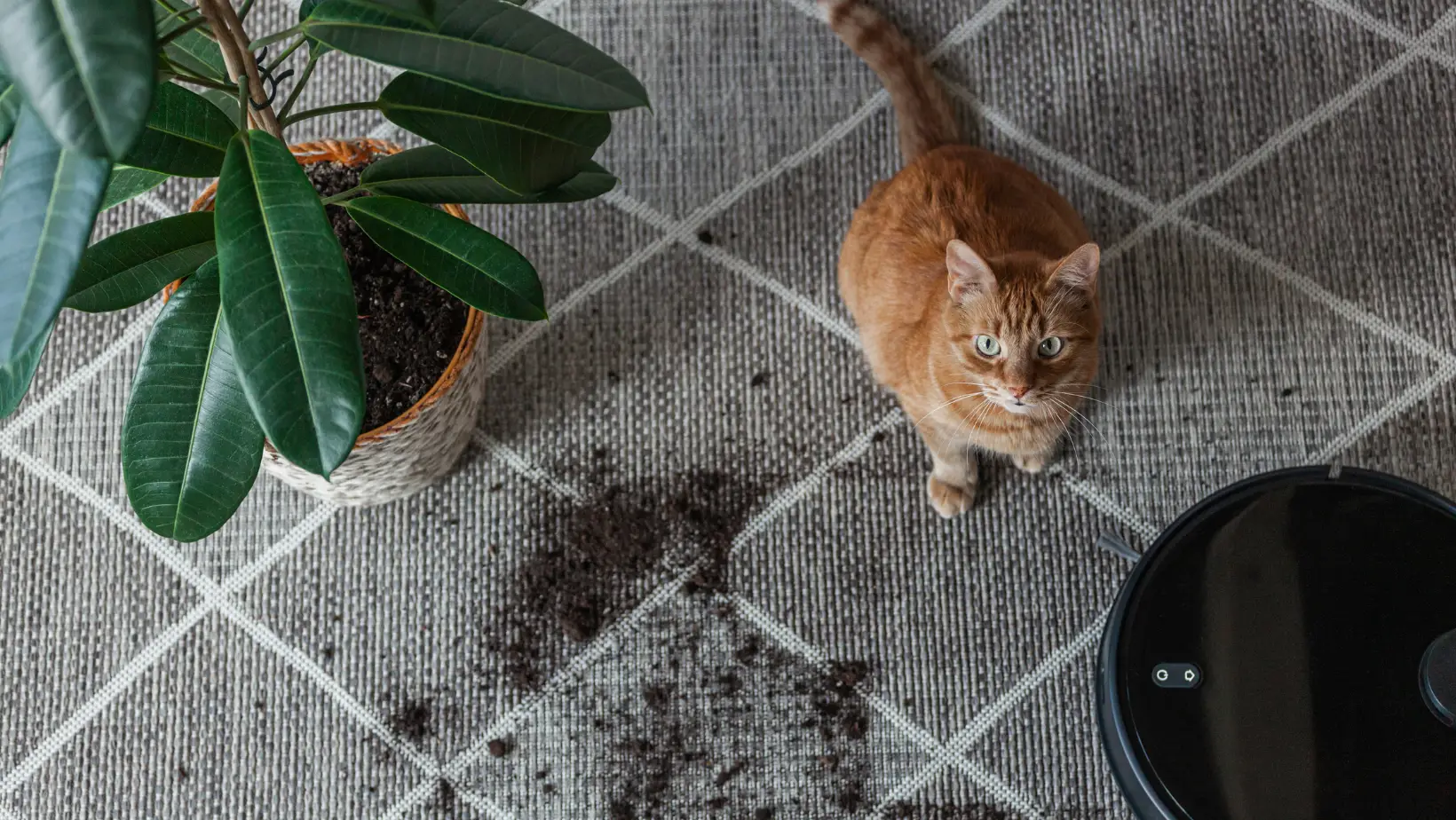 Can You Use Dirt As Cat Litter?