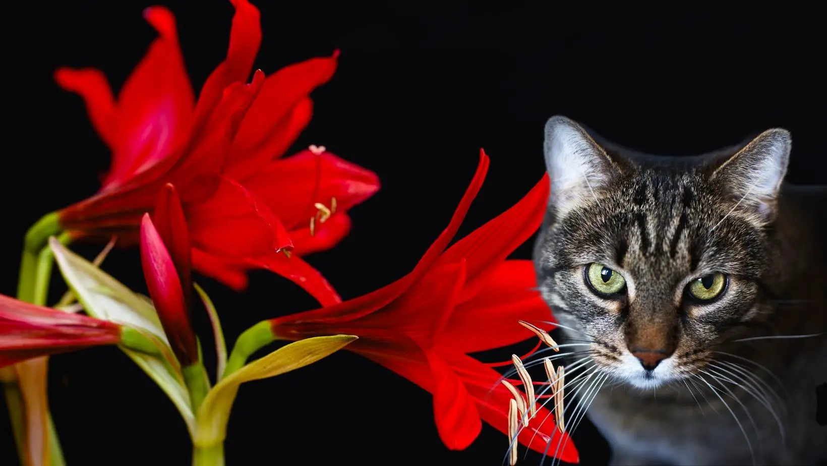 Are Amaryllis Poisonous to Cats?