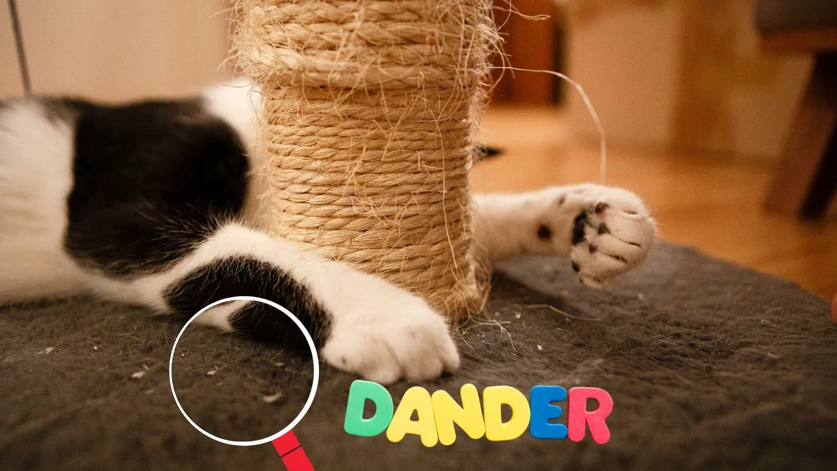 How to Reduce Cat Dander?
