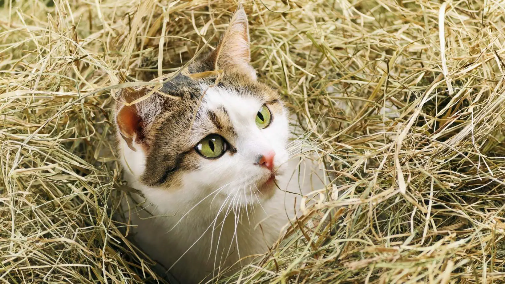 Do Cats Eat Hay?