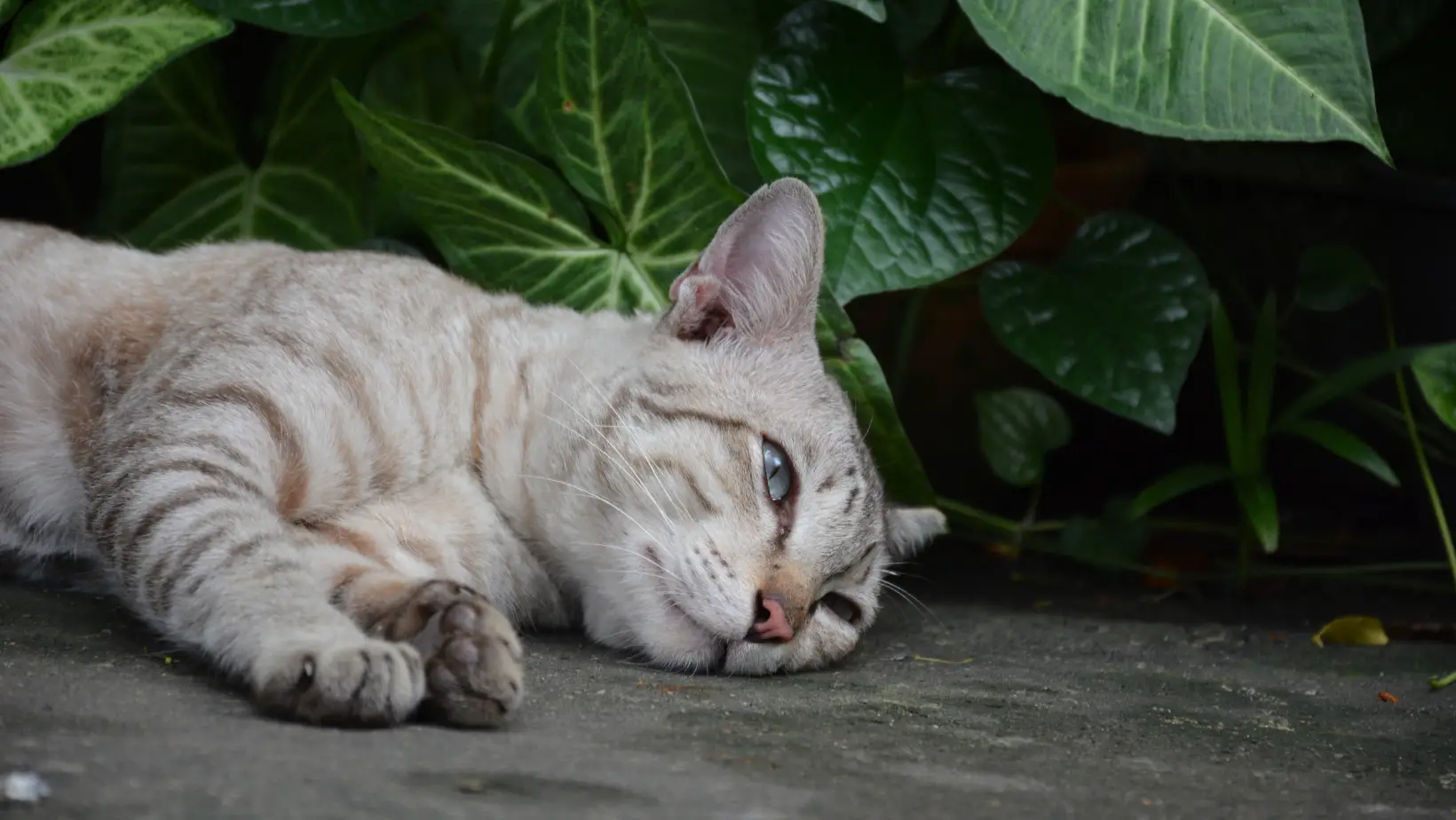 Why is My Cat Lethargic?