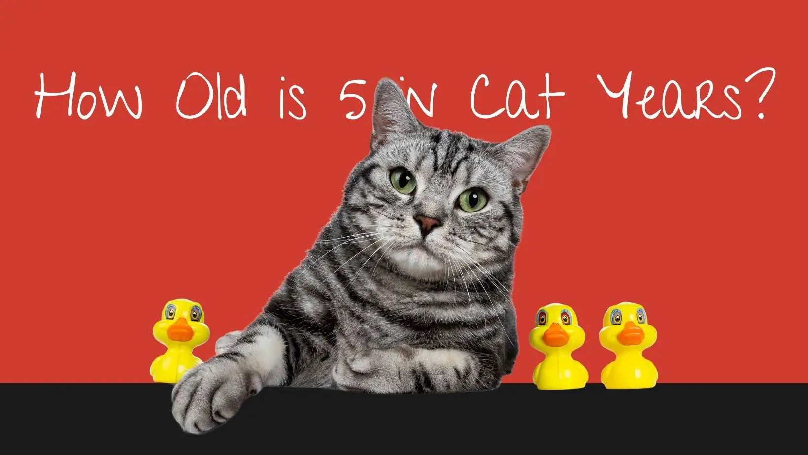How Old is 5 in Cat Years?