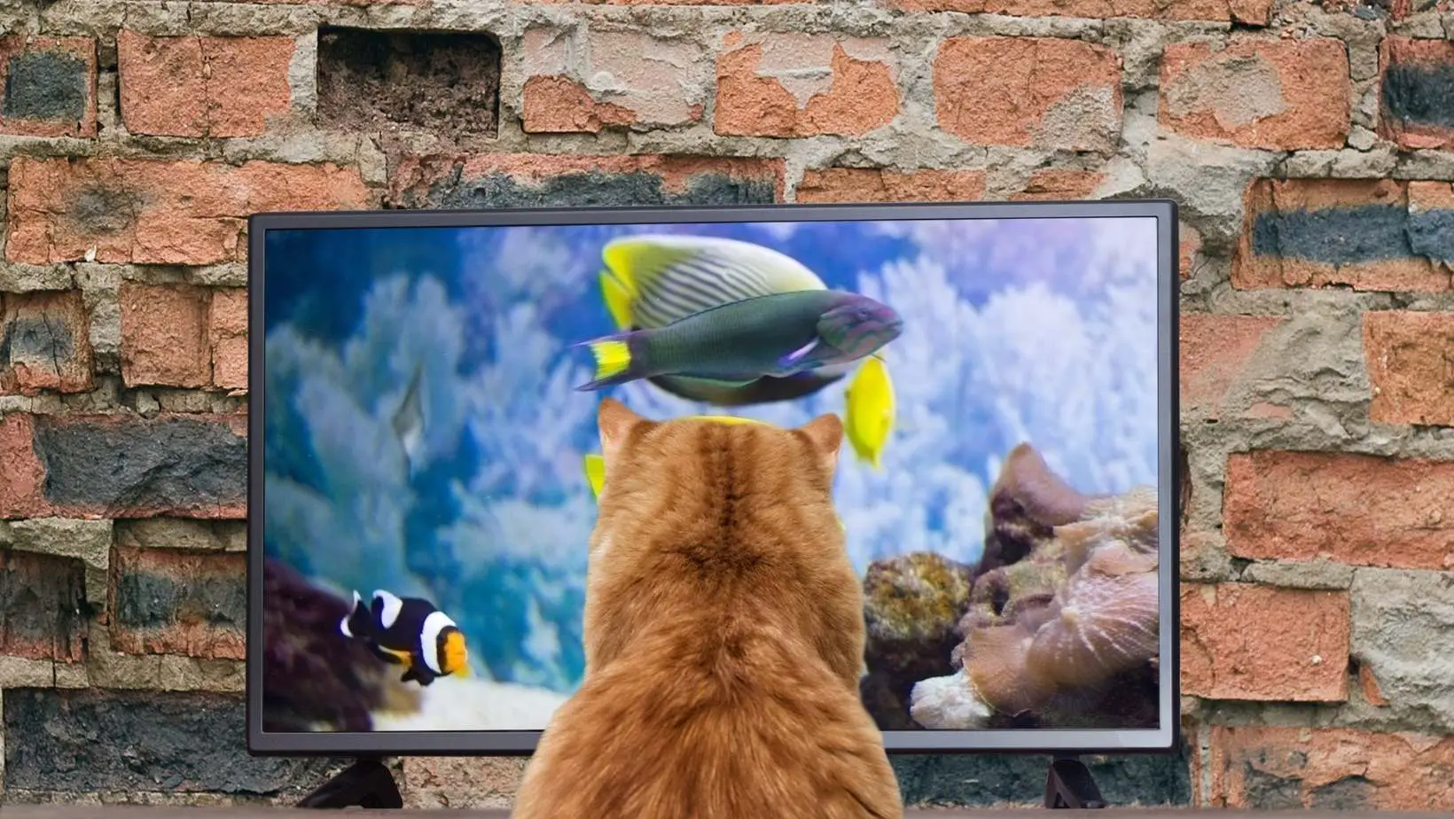 How to Stop Cat From Jumping on Tv?