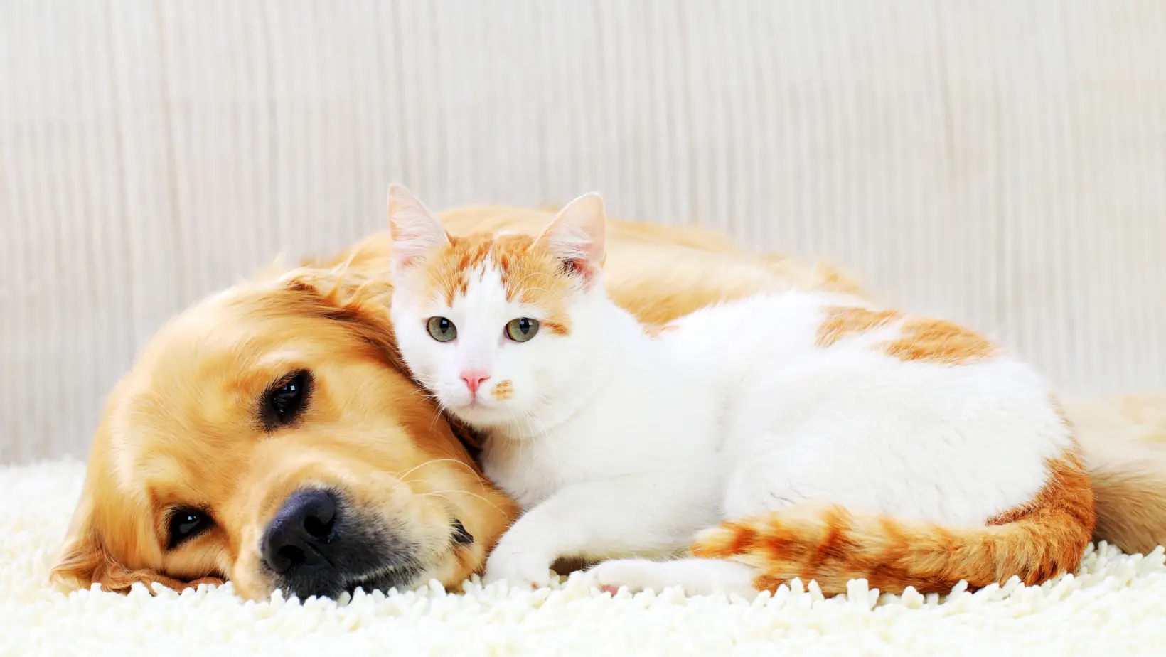 Can Dogs Get Sick From Cats?