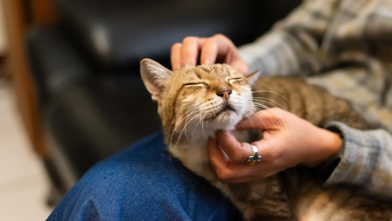 Why Do Cats Close Their Eyes When You Pet Them?
